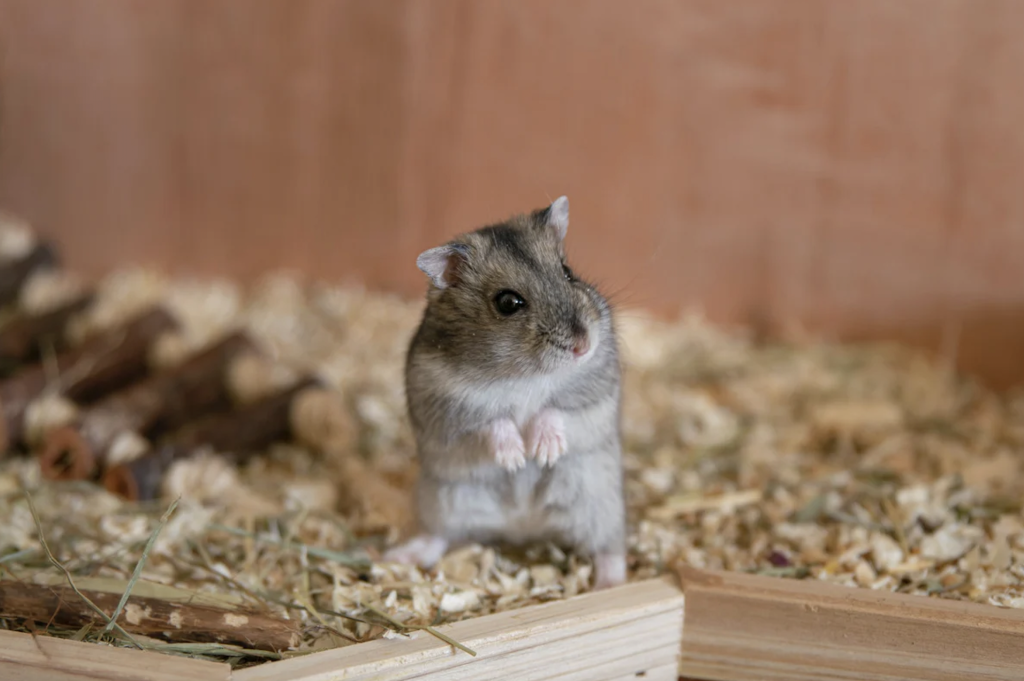 Do you know what are the most common family rodents?插图
