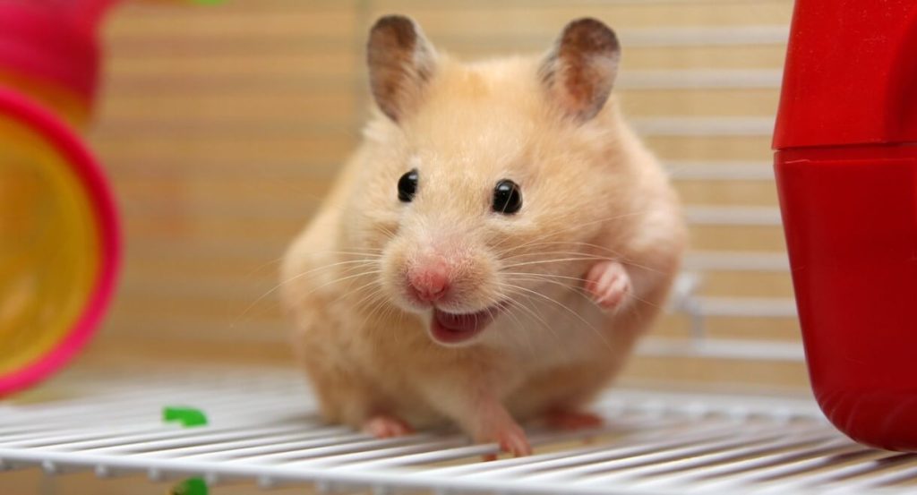 Do you know what are the most common family rodents?插图2