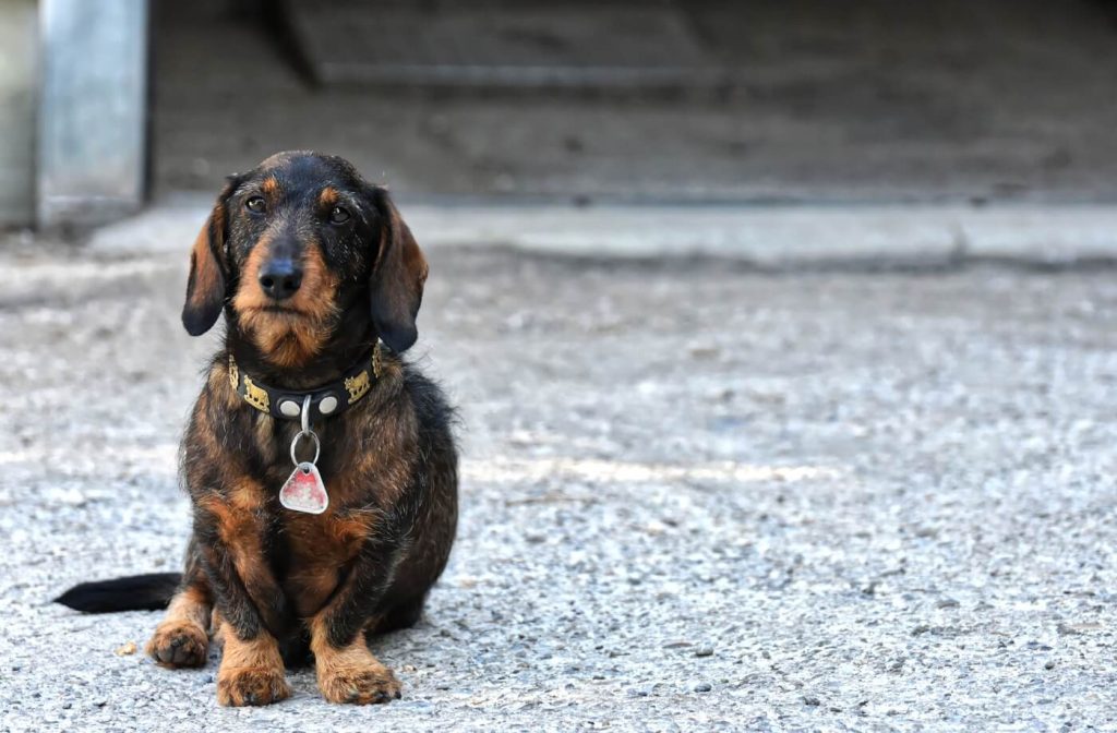 Common pet dog - Dachshund