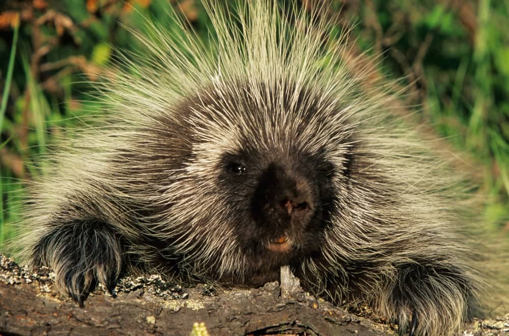 Common family rodent – Porcupines插图1
