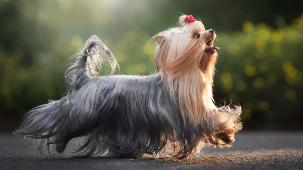 The Importance of Regular Exercise and Playtime for Dogs