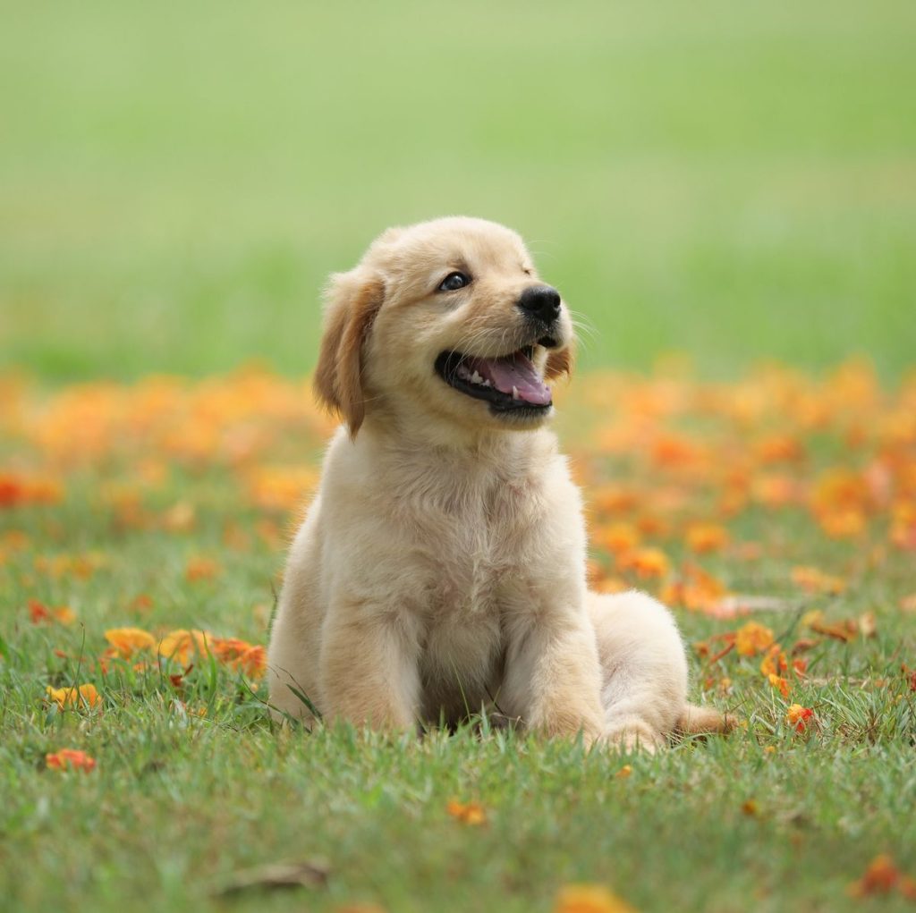 A pet dog, our furry, lovable and loyal companion!