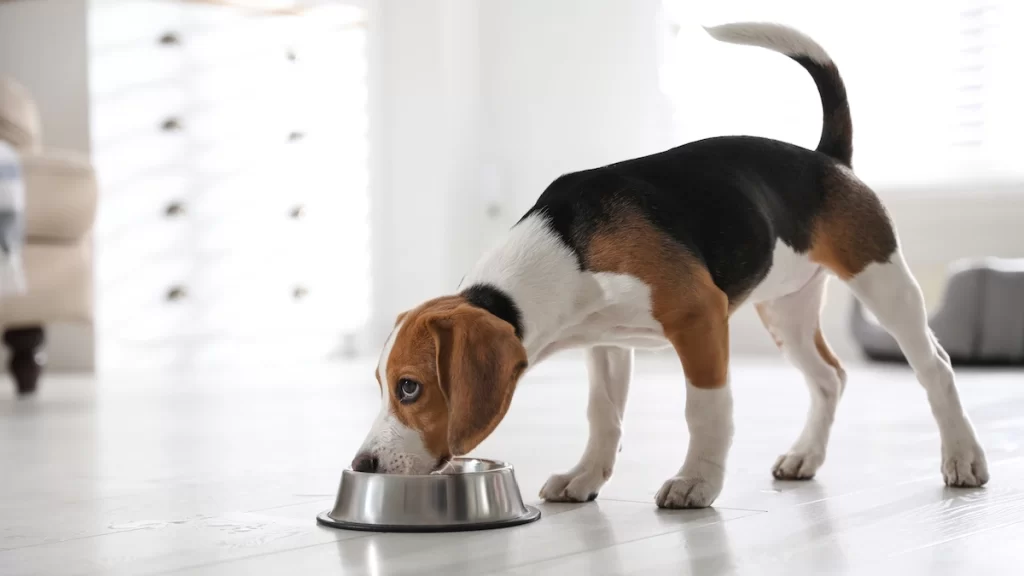 The impact of food on your dog's joint health?