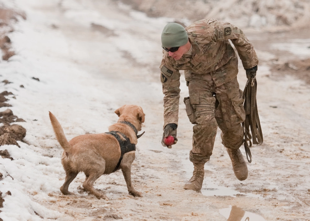 The impact of exercise on a dog's appetite