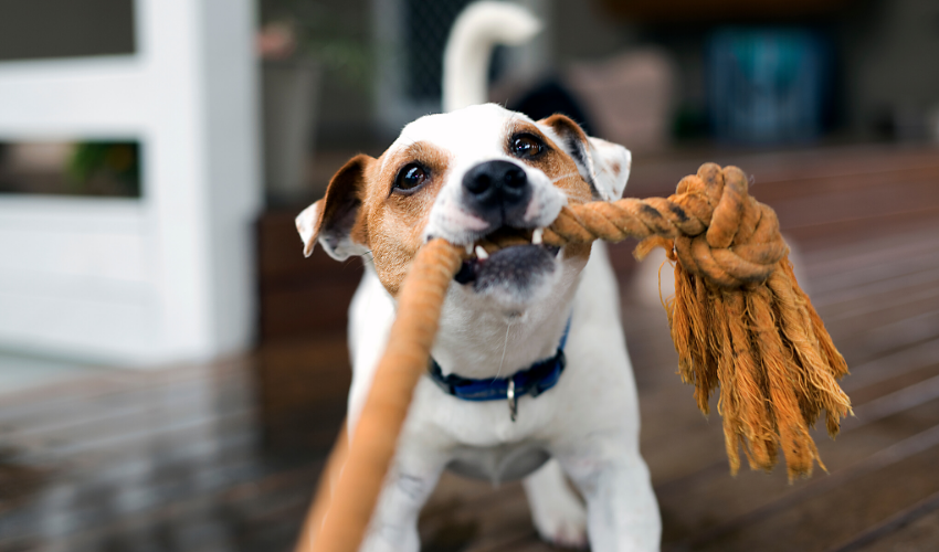 The Importance of Regular Exercise for Senior Dogs