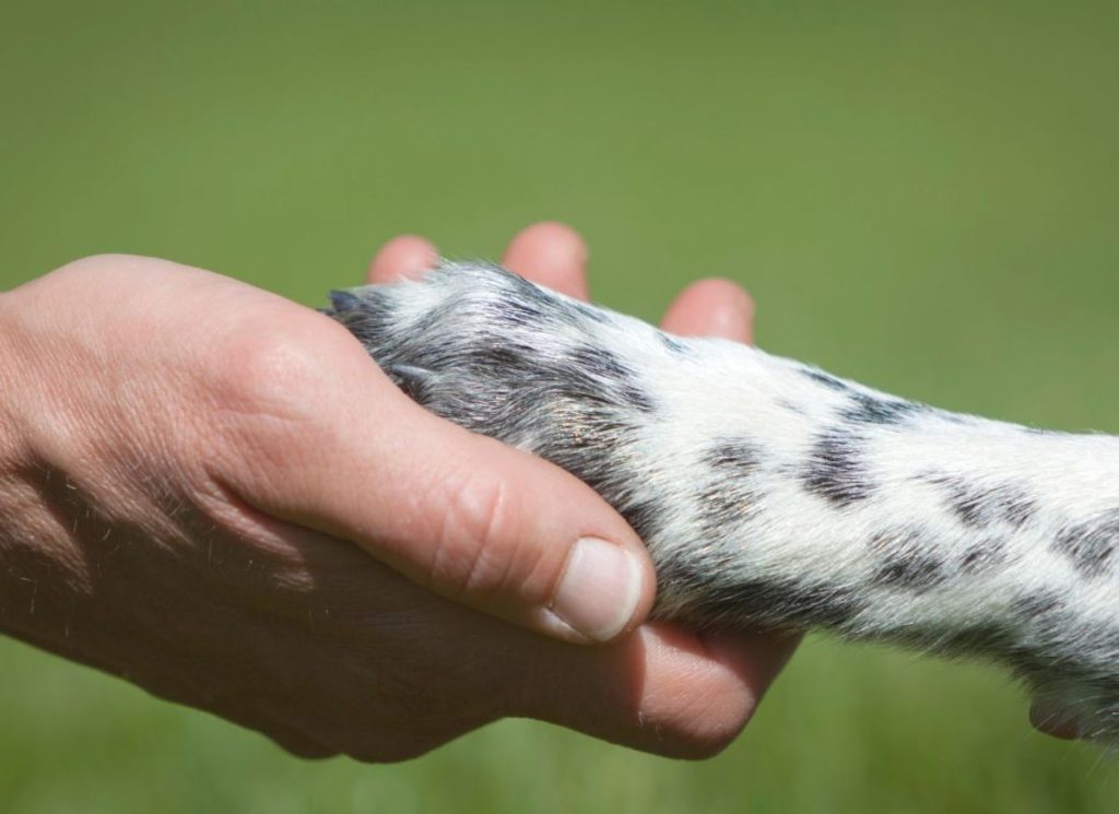The Importance of Regular Exercise for Senior Dogs