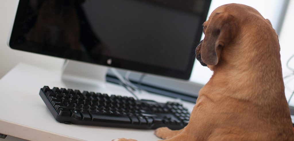 The Best Toys and Treats for Your Dog