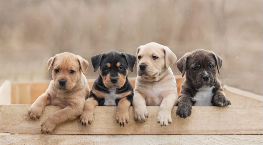 The Benefits of Adopting a Dog from a Shelter