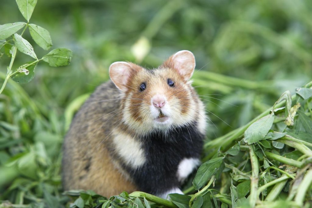The role of family rodents in traditional medicine and healing practices插图