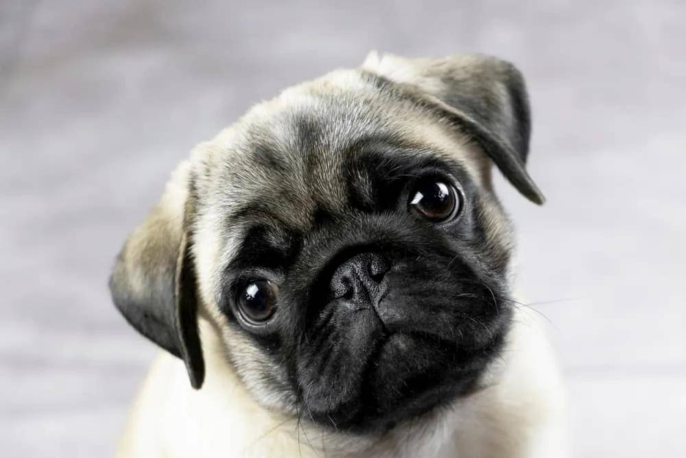A pet dog, our furry, lovable and loyal companion!