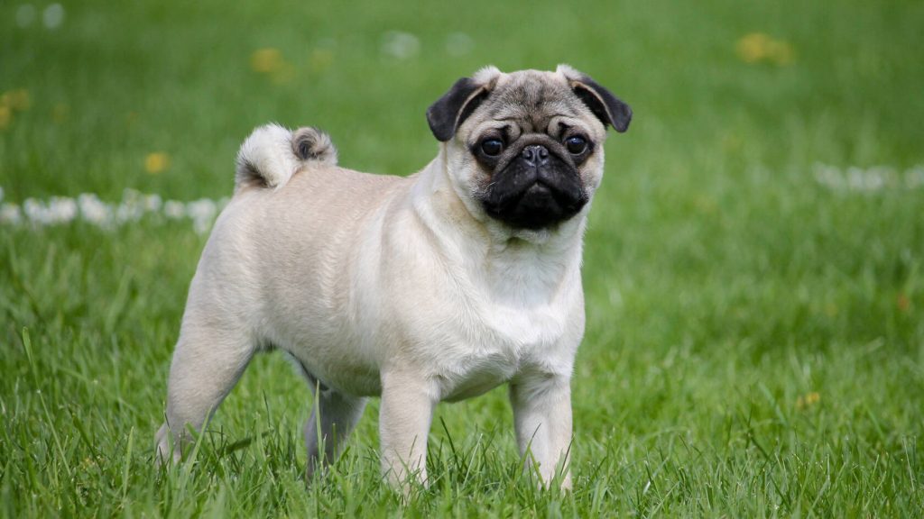 How to Keep Your Dog Safe in Hot Weather?