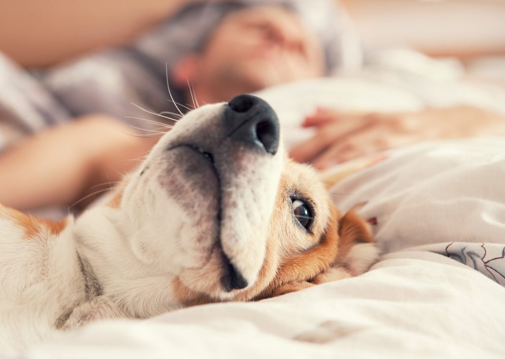 How to Keep Your Dog Safe in Hot Weather?