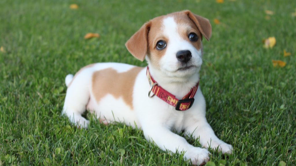 How to Keep Your Dog Safe in Hot Weather?