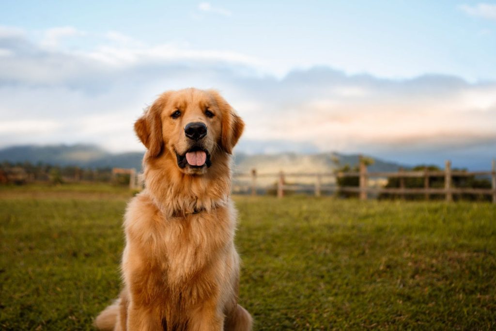 How to Socialize Your Dog with Other Pets and People?