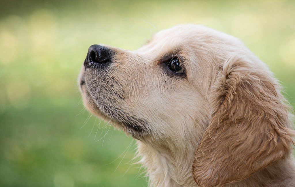 A warm story of a stray dog named MAX