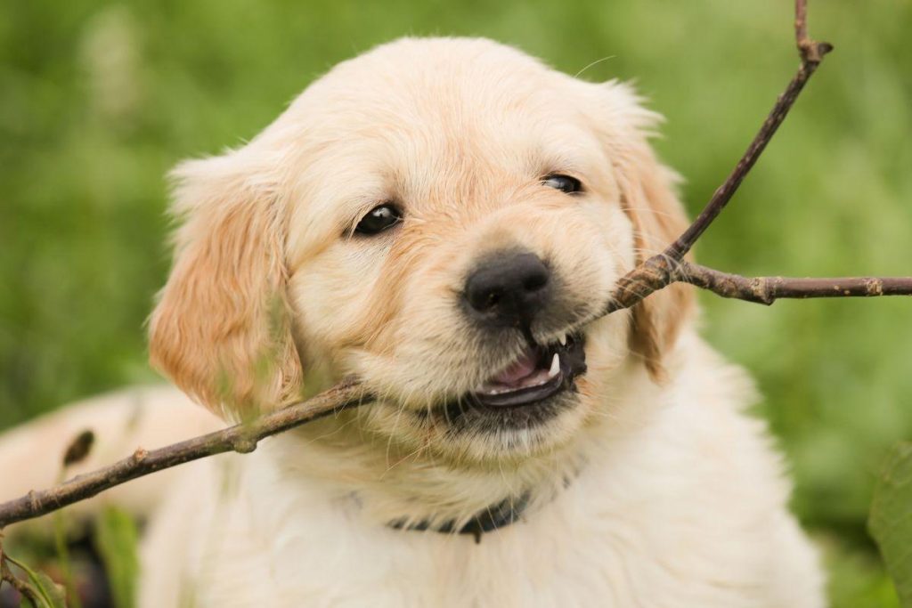 How to Socialize Your Dog with Other Pets and People?
