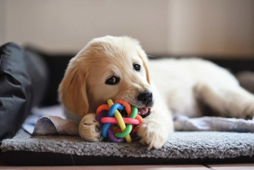 The Best Toys and Treats for Your Dog