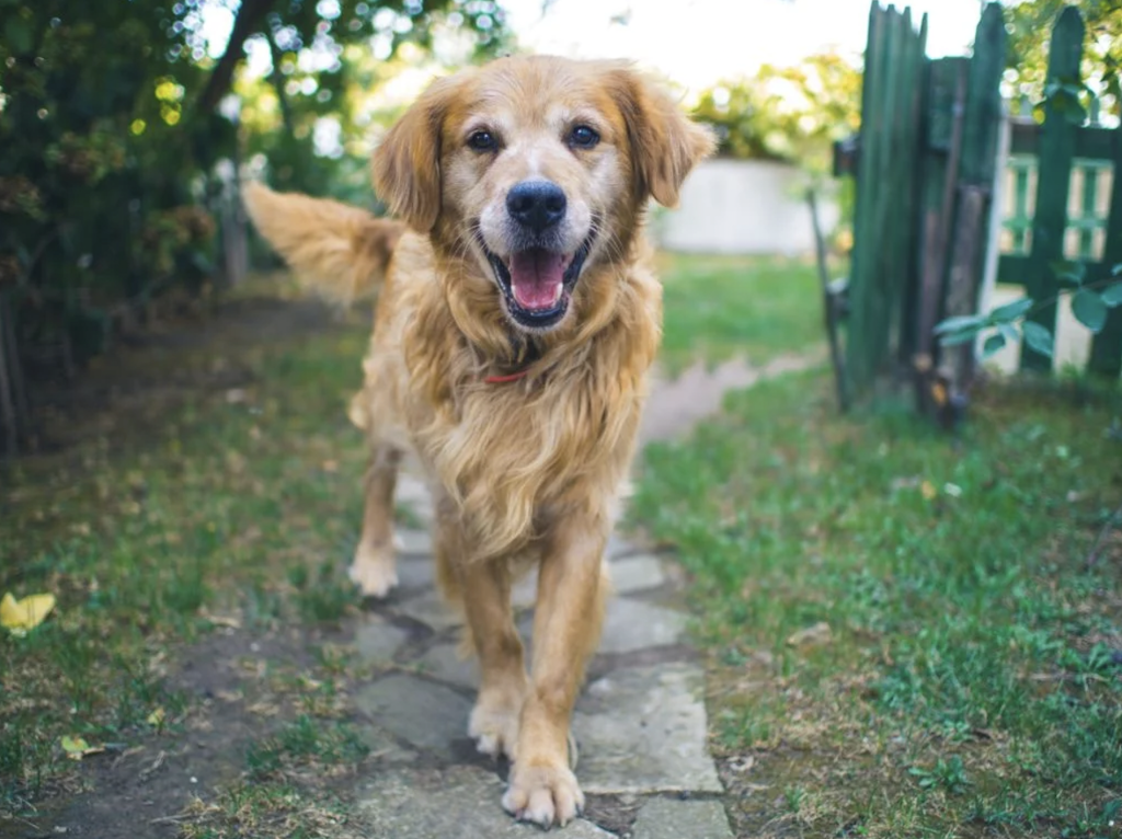 Let's take a look at the history of pet dogs!