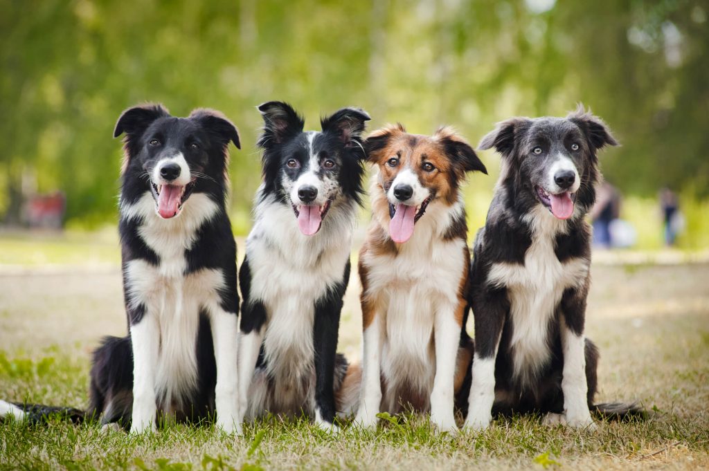 How to Prepare Your Home for a New Puppy?