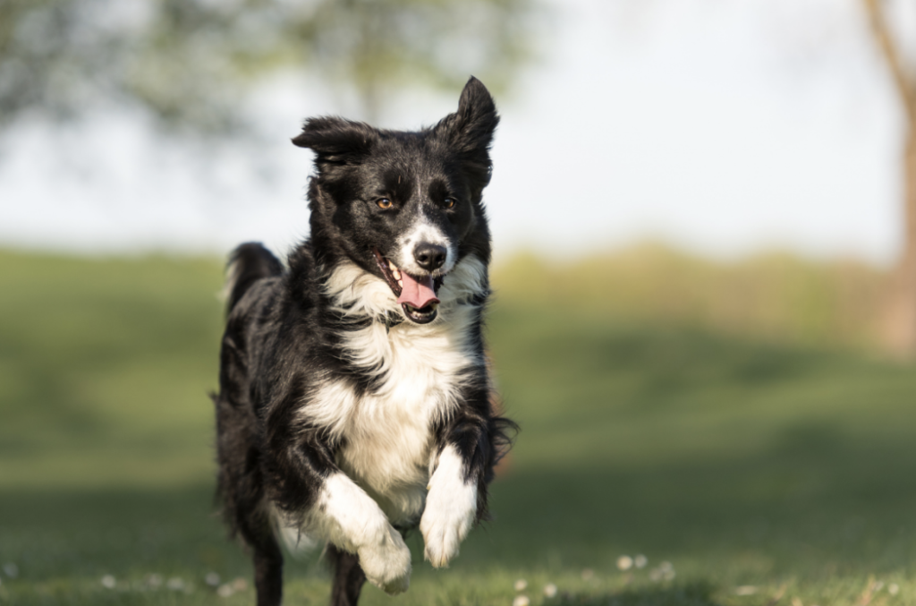 How to Prepare Your Home for a New Puppy?