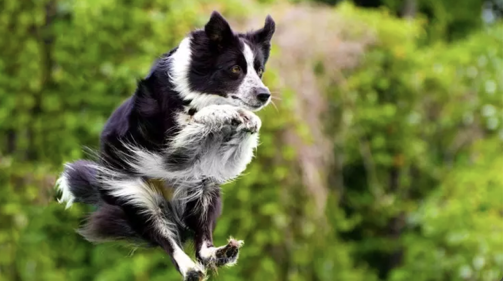 How to Teach Your Dog Basic Commands: Sit, Stay, and Come?