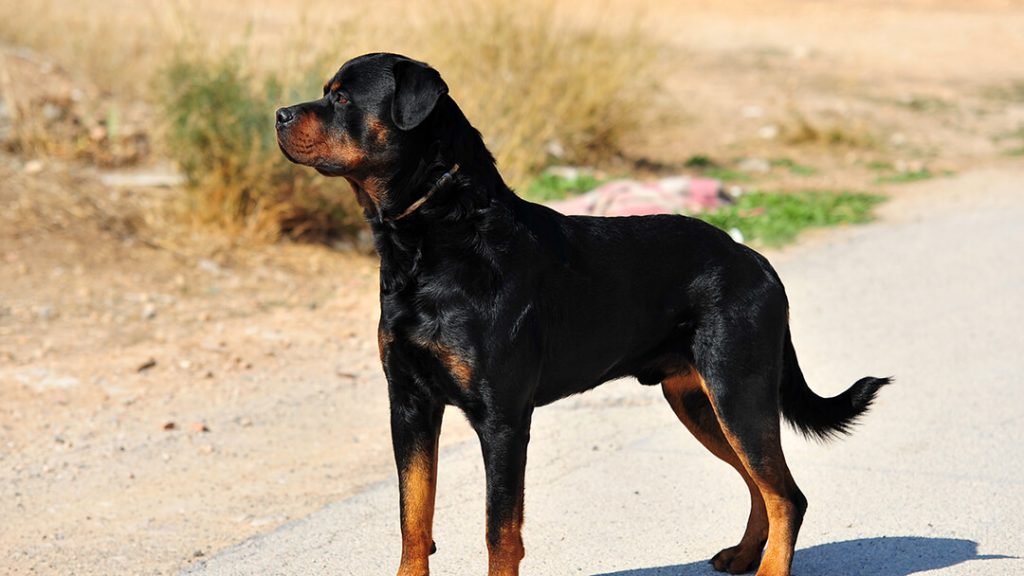 How to Teach Your Dog Basic Commands: Sit, Stay, and Come?