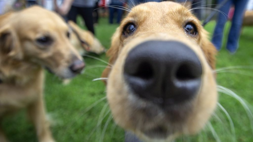 How to Teach Your Dog Basic Commands: Sit, Stay, and Come?