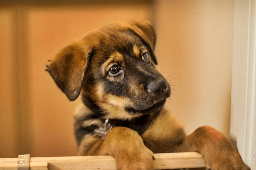 How to Teach Your Dog to Walk on a Leash?