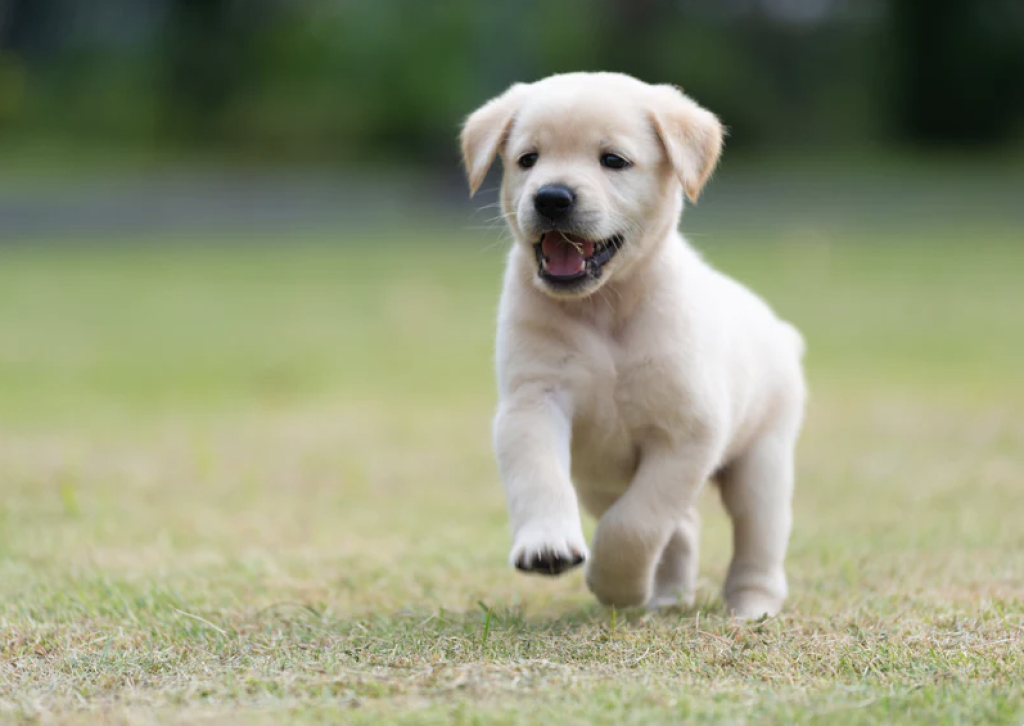 A warm story of a stray dog named MAX