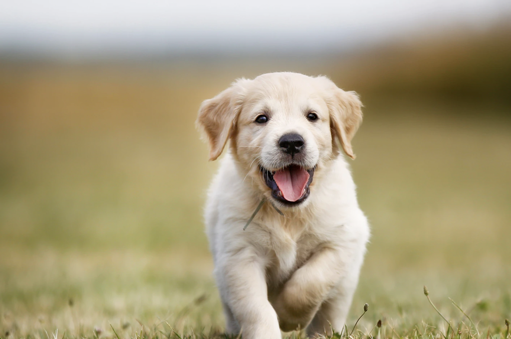 The Benefits of Feeding Your Dog a Balanced Diet