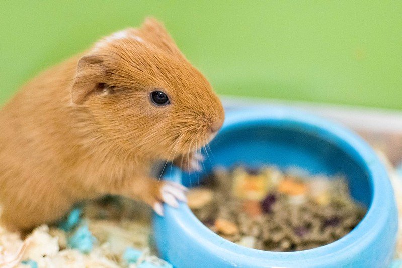 Hamster Nutrition: Feeding Fresh Foods插图1