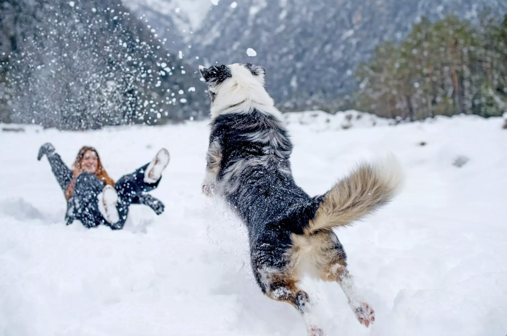 How to Prepare Your Dog for Winter Weather?