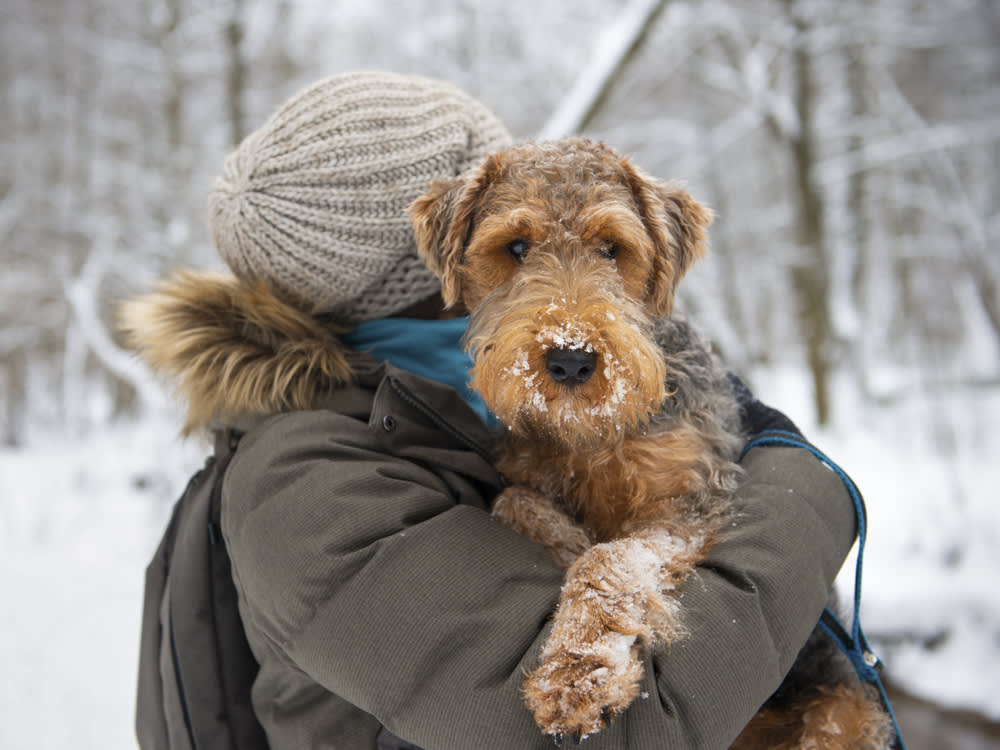 How to Prepare Your Dog for Winter Weather?