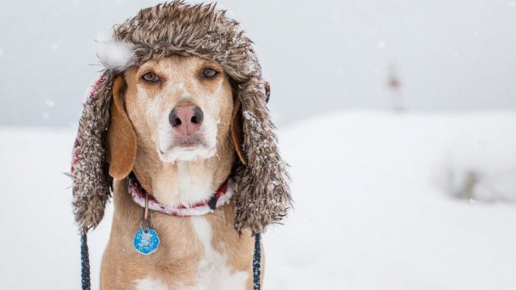 How to Prepare Your Dog for Winter Weather?