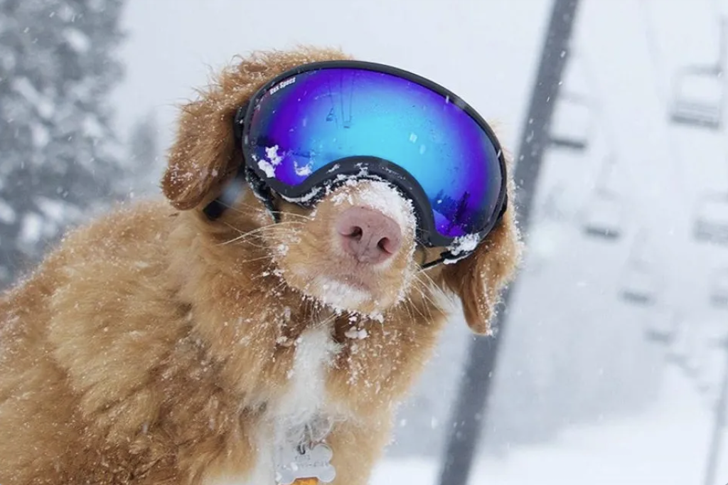 The Importance of Regular Exercise and Playtime for Dogs