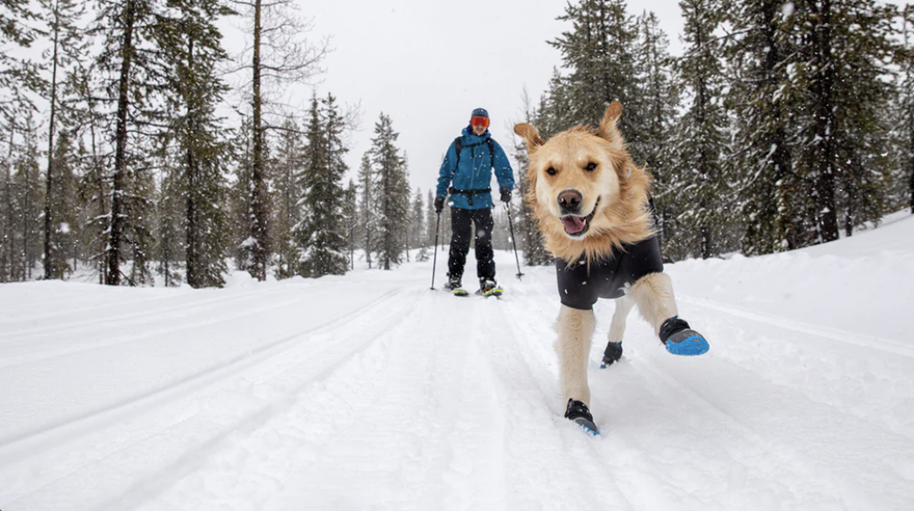 The Importance of Regular Exercise and Playtime for Dogs