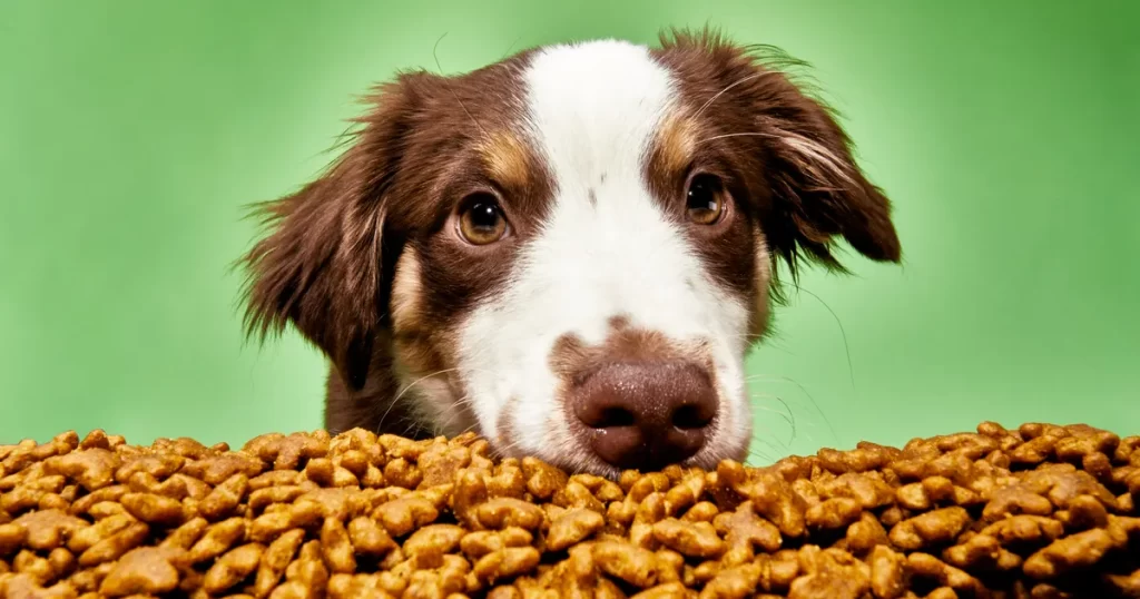 The Benefits of Feeding Your Dog a Balanced Diet
