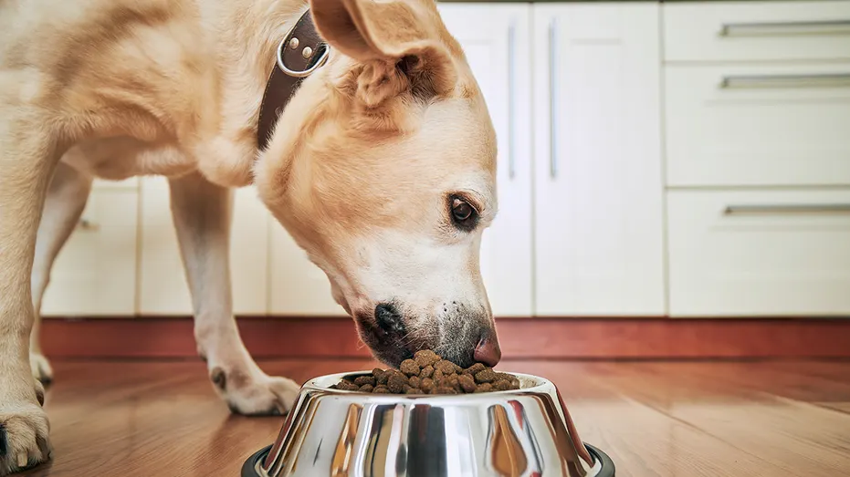 The best dog food options for specific life stages - puppy, adult, senior