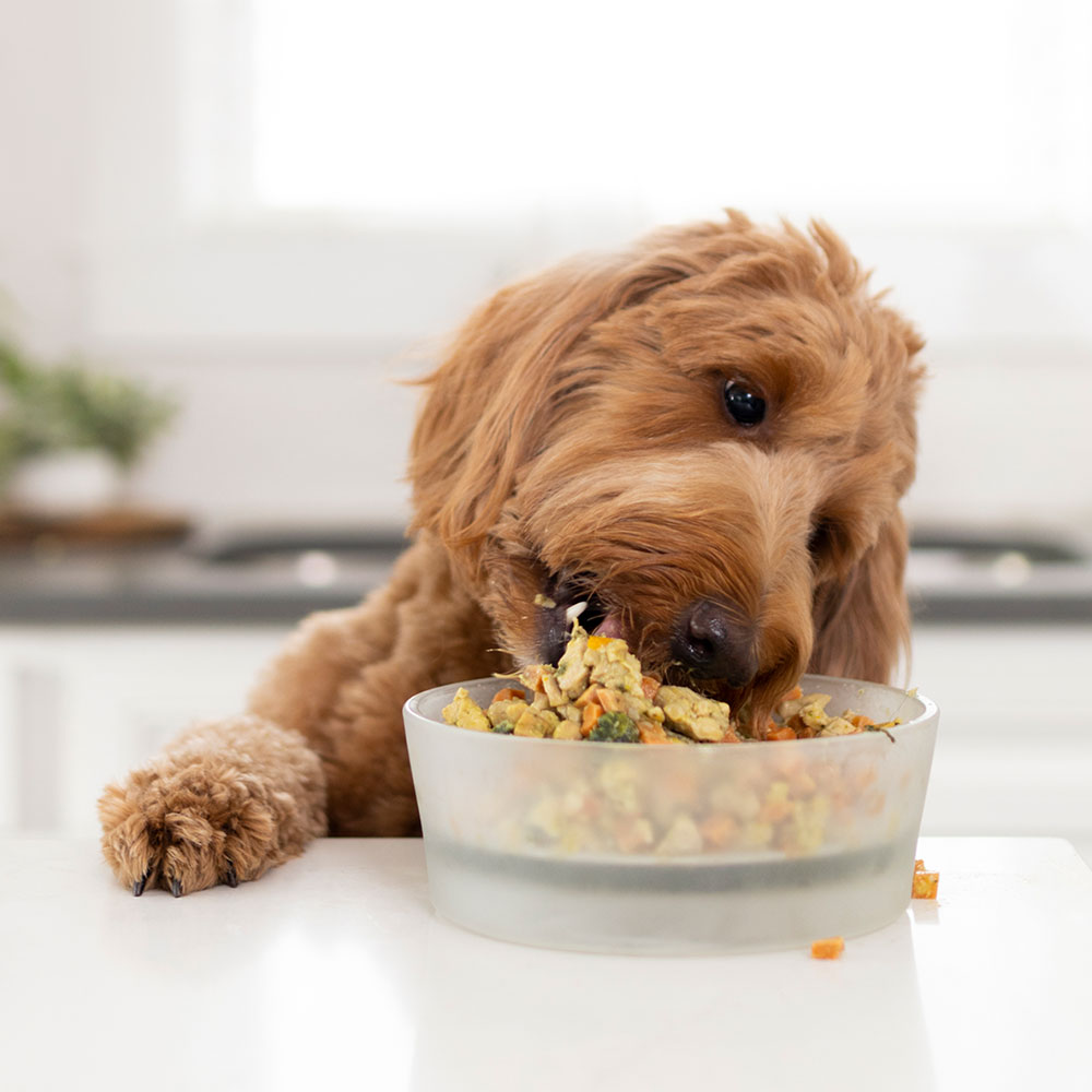 The dangers of feeding your dog human food