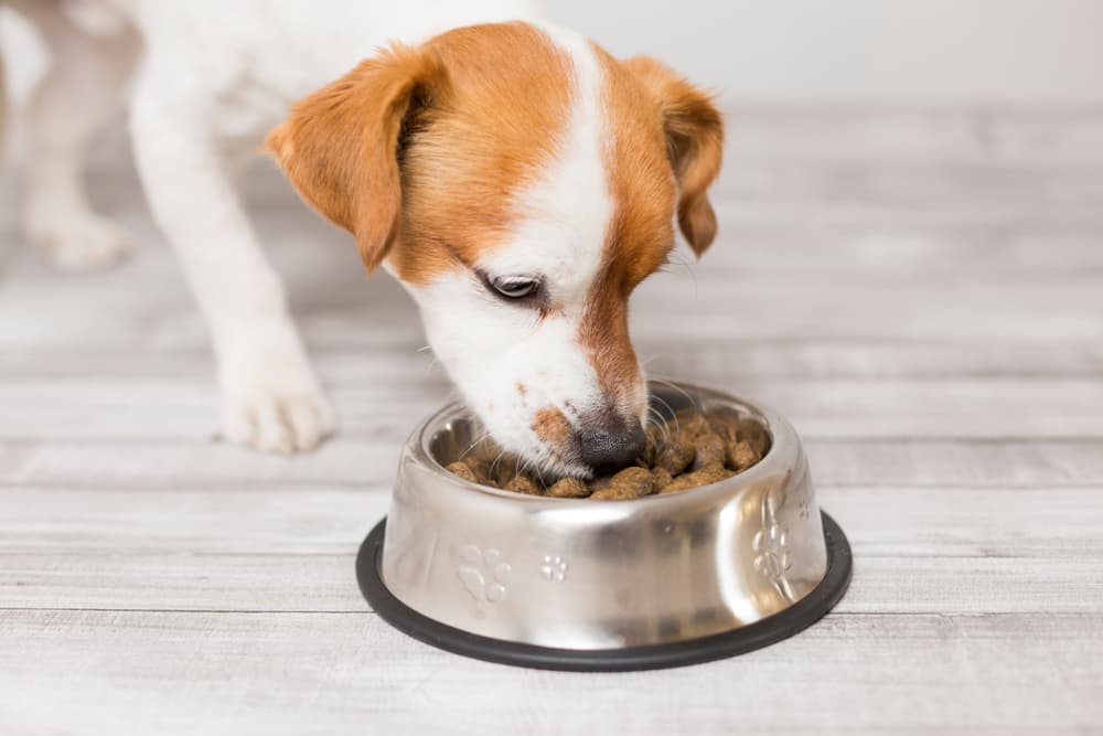 The impact of food on your dog's coat and skin health