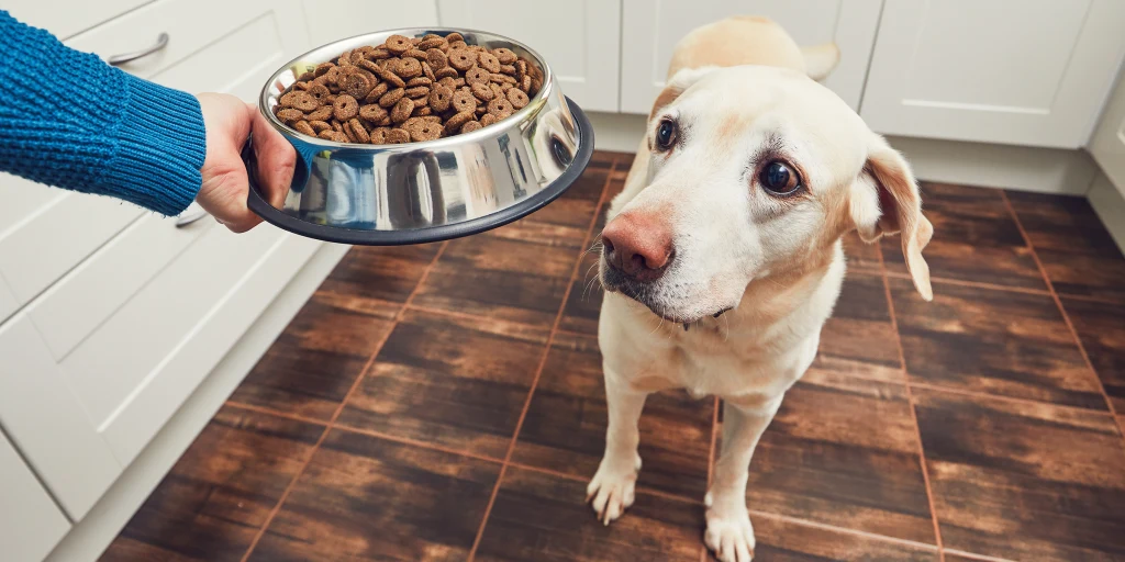 The Pros and Cons of Owning a Dog in an Apartment
