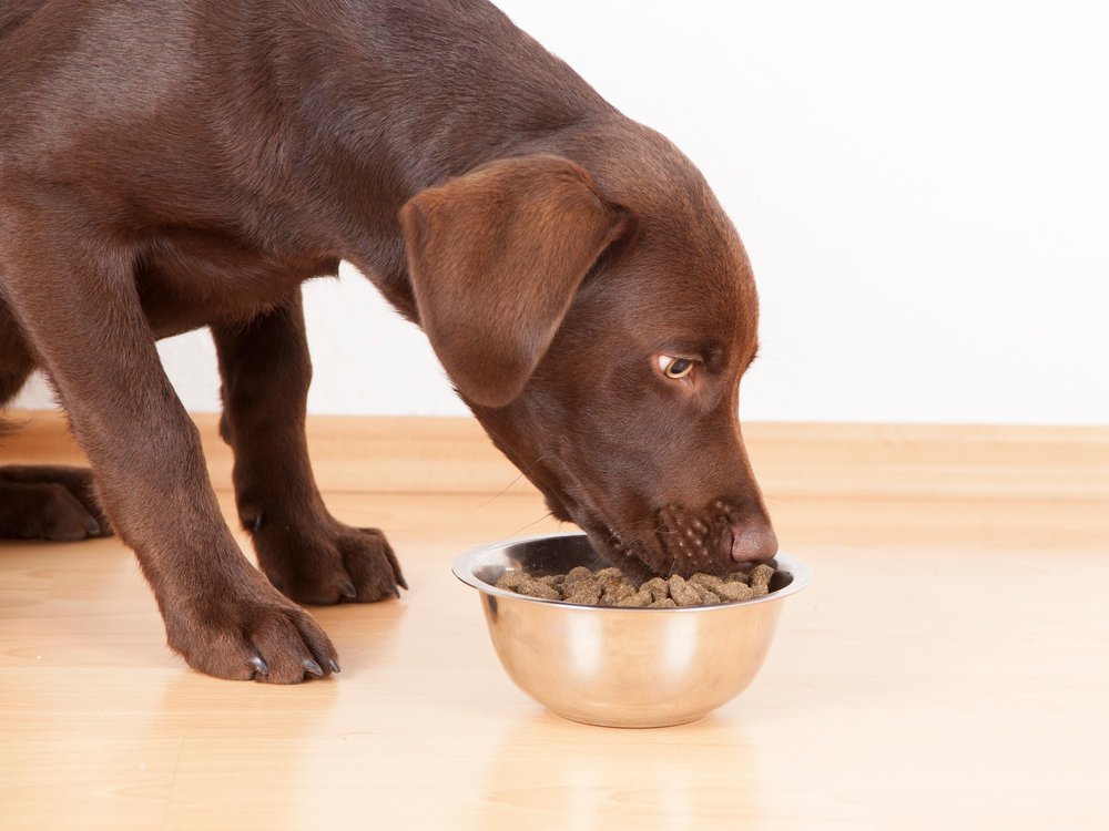 The impact of food on your dog's mental health