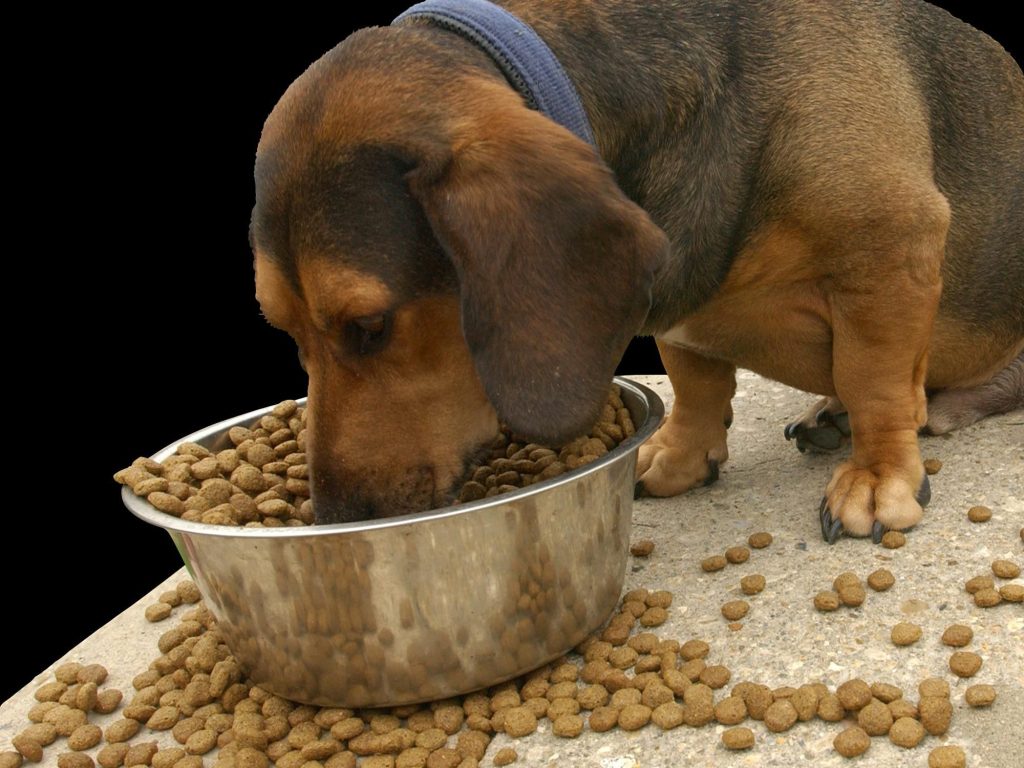 The Pros and Cons of Owning a Dog in an Apartment
