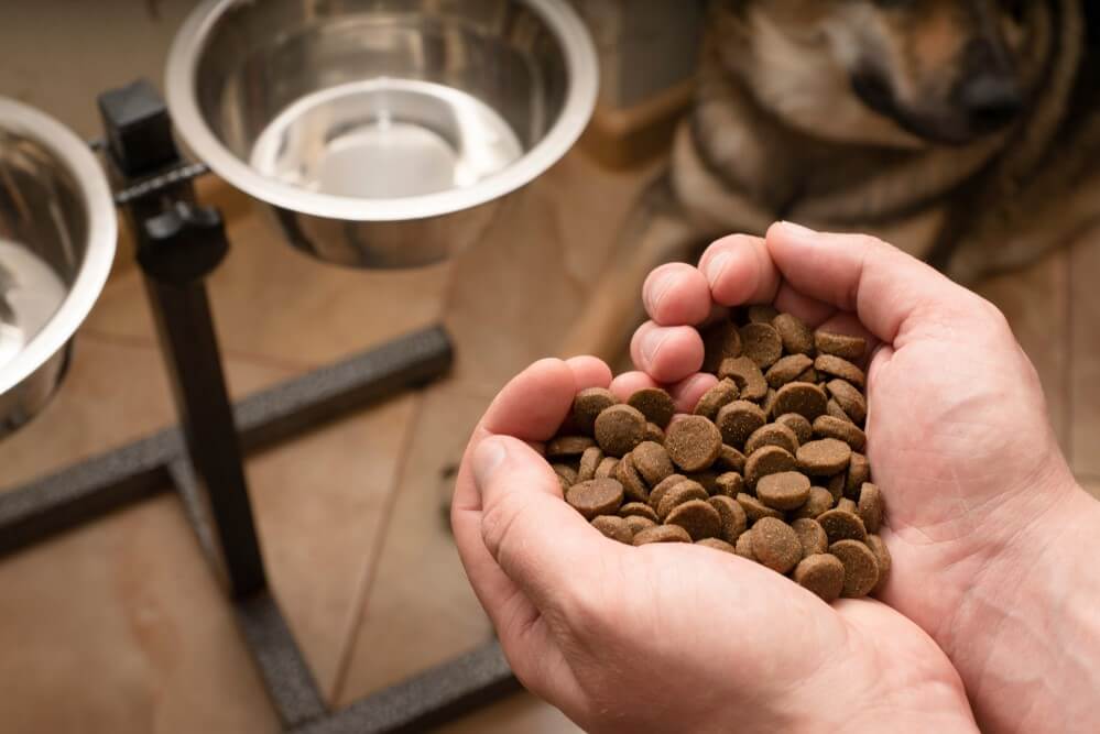 The role of protein in your dog's diet