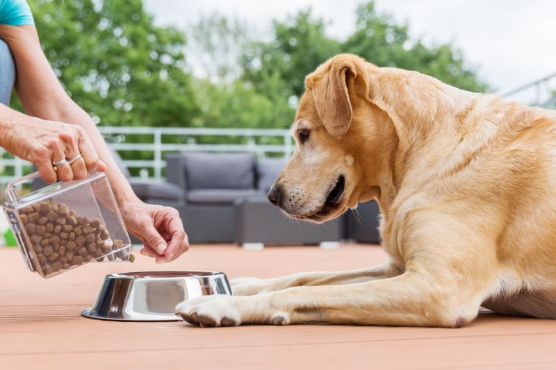 How to choose the best dog food for your dog's breed and size?