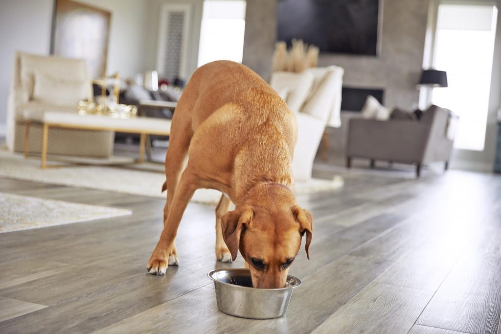 How to choose the best dog food for your dog's breed and size?