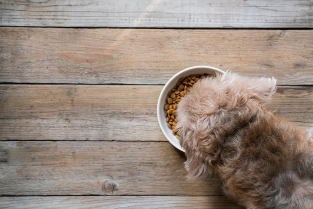 How to read dog food labels and ingredients?