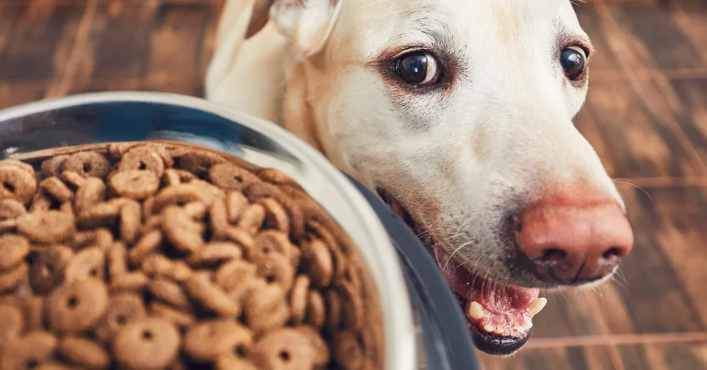 Understanding the importance of water for your dog