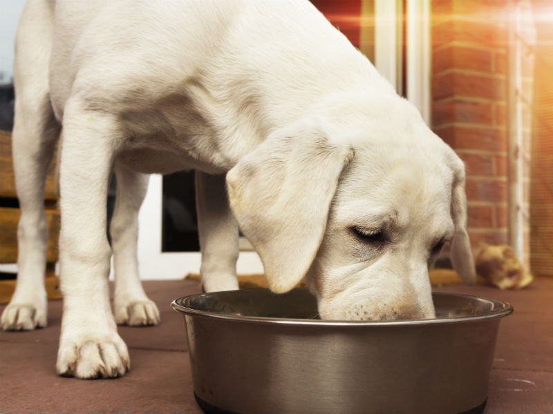 Understanding the importance of water for your dog