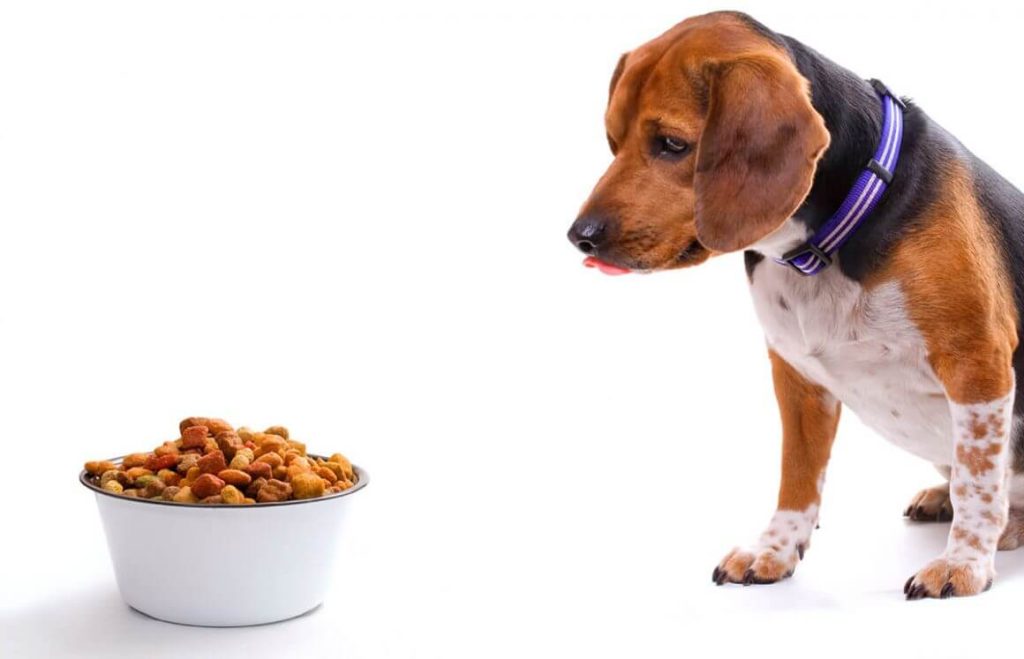 The importance of feeding your dog a balanced diet